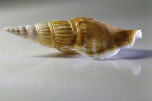 seashells
