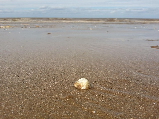 seashells