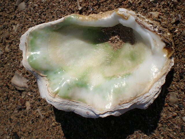 shells