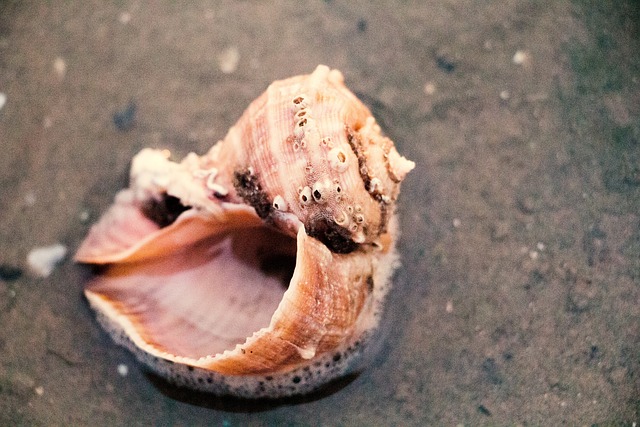 seashells