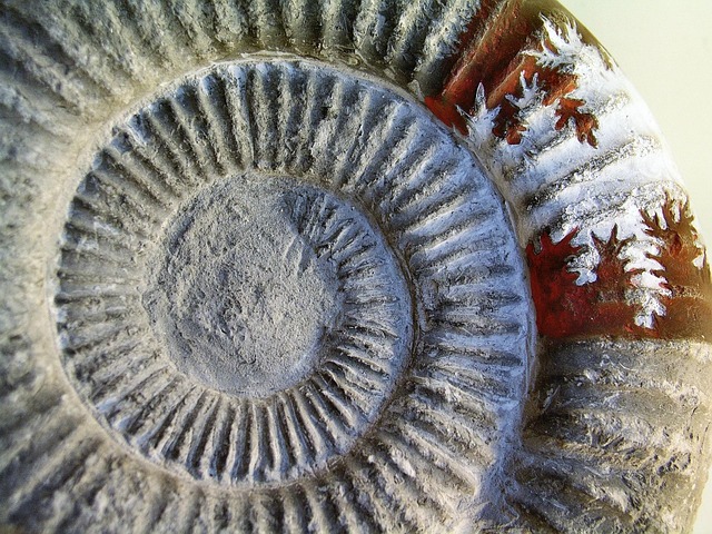 fossils