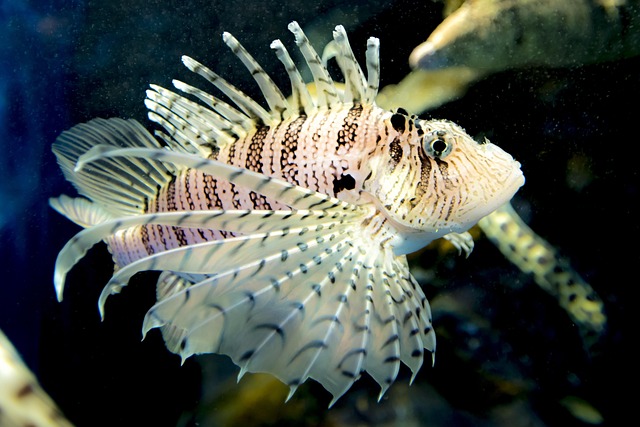 coral