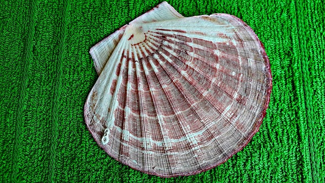 seashells