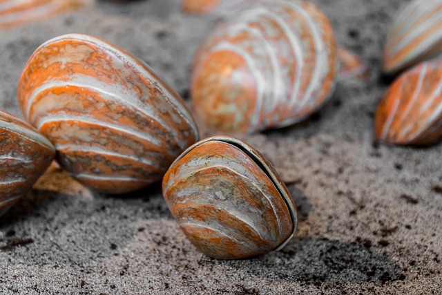 seashell