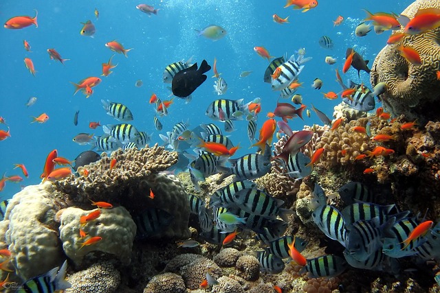 coral