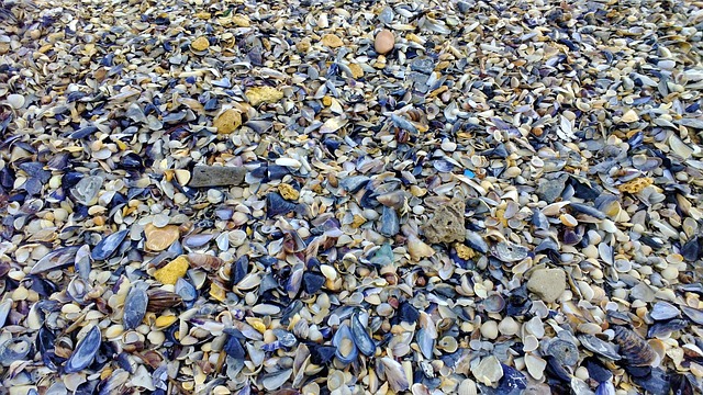 seashells
