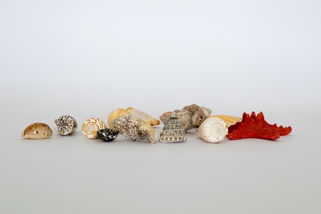 seashells