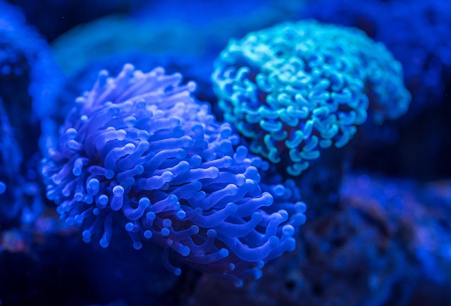 coral