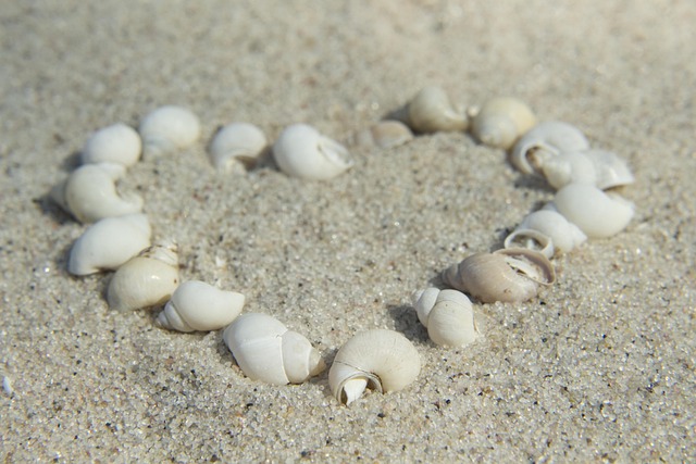 seashells