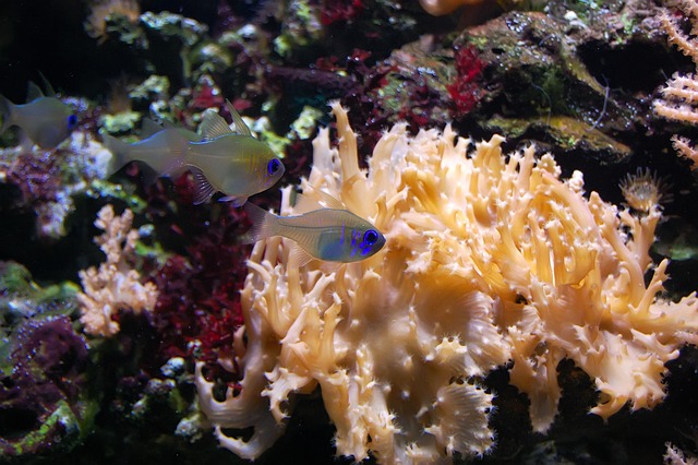 coral