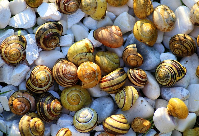seashells
