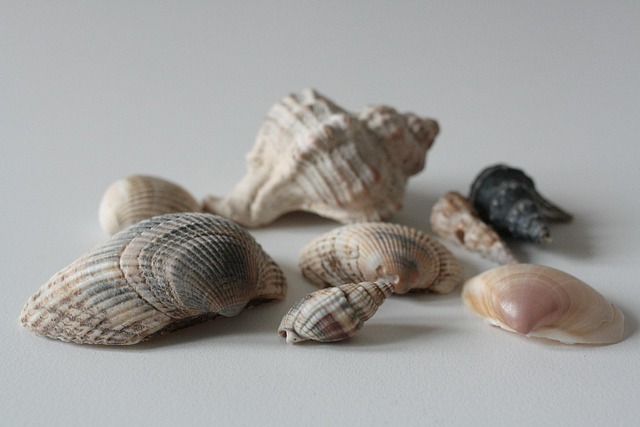 seashells