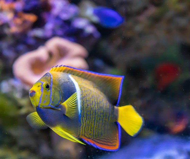 coral