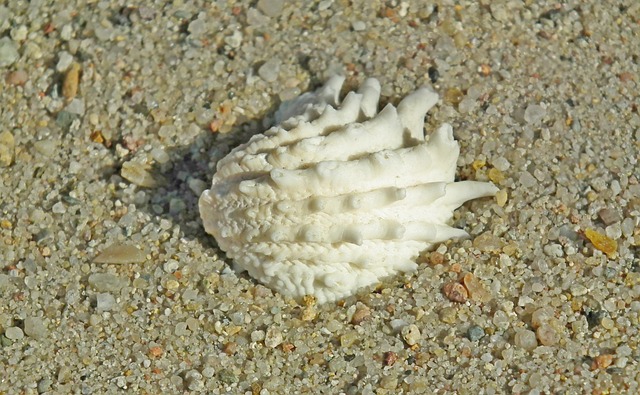 seashell