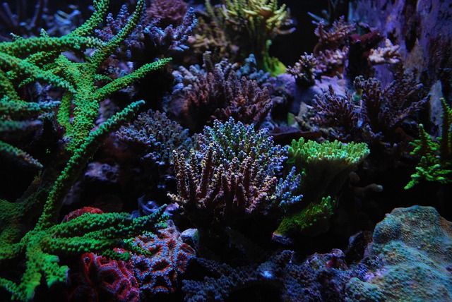 coral