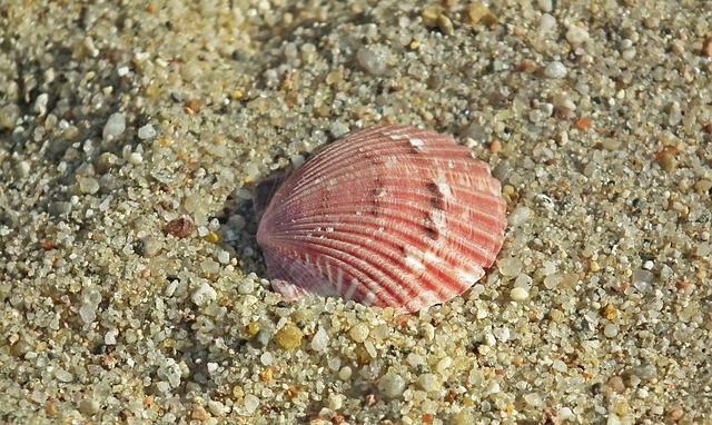 seashells