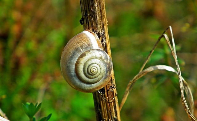 seashell