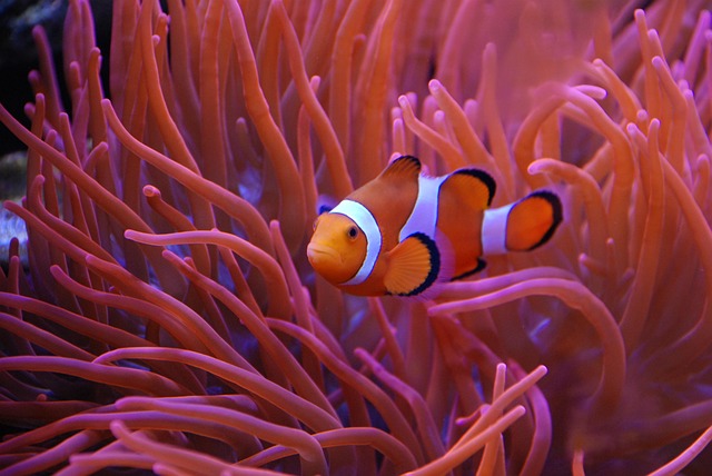 coral