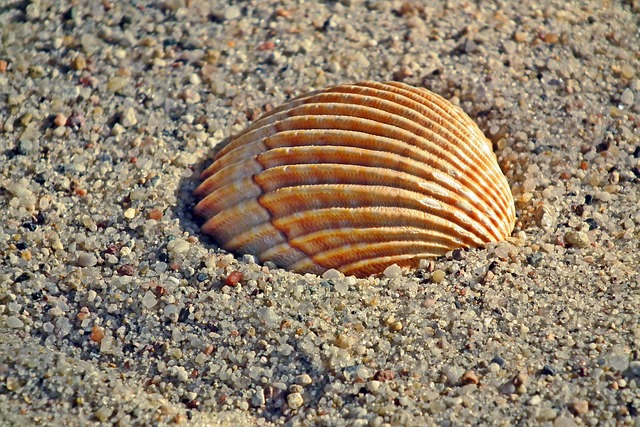 seashells