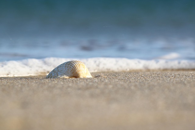 seashell