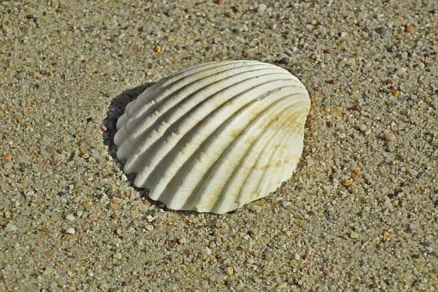seashell