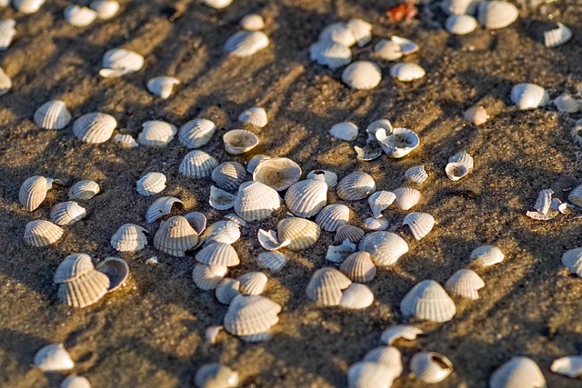 seashell