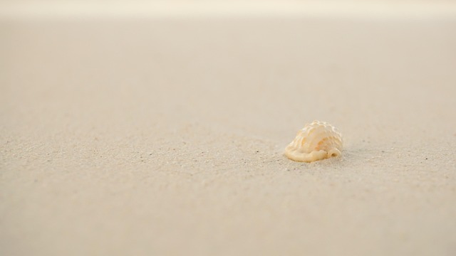 seashells