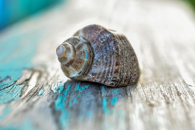 seashells