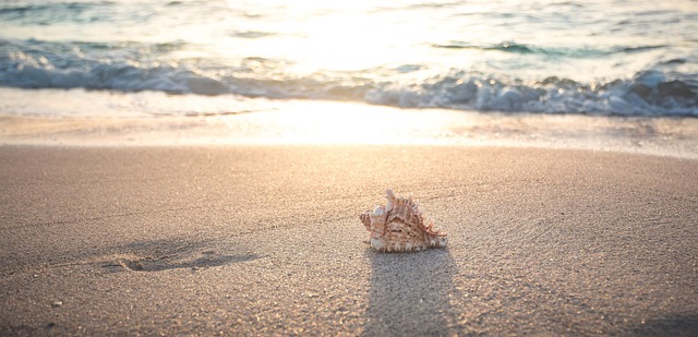 shells