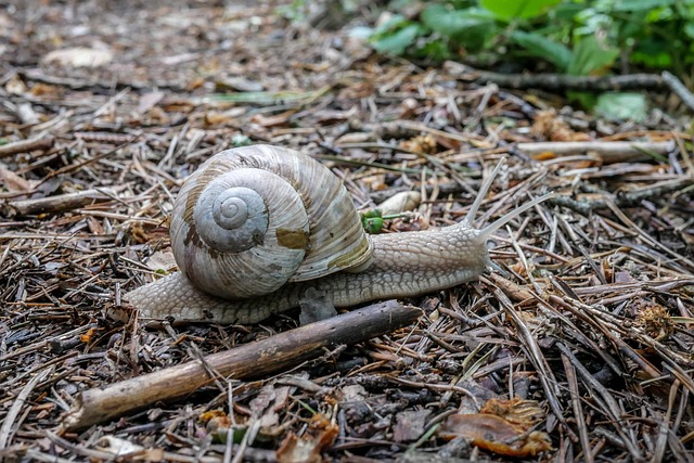 seashell
