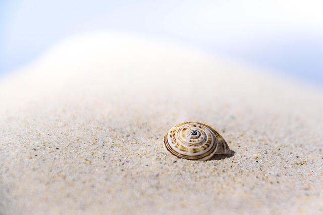 seashells