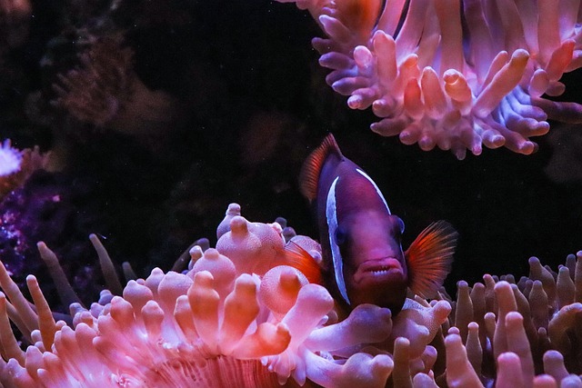 coral