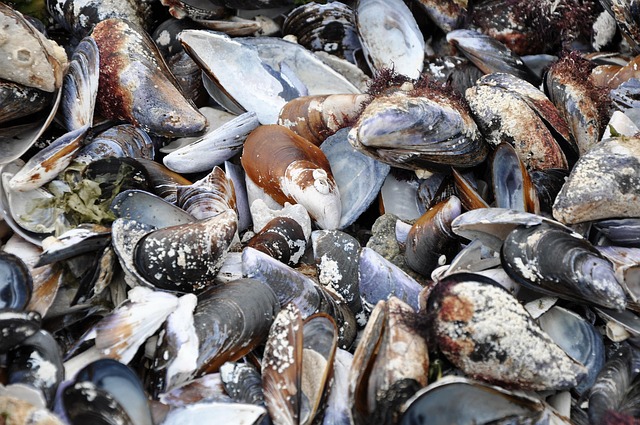 seashells