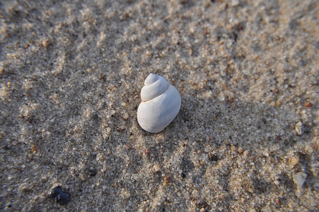 seashells