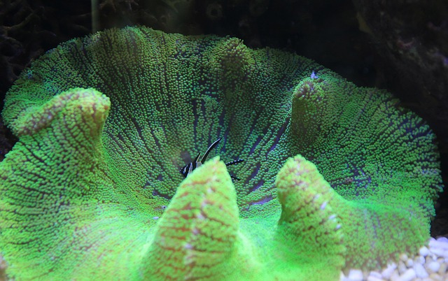 coral