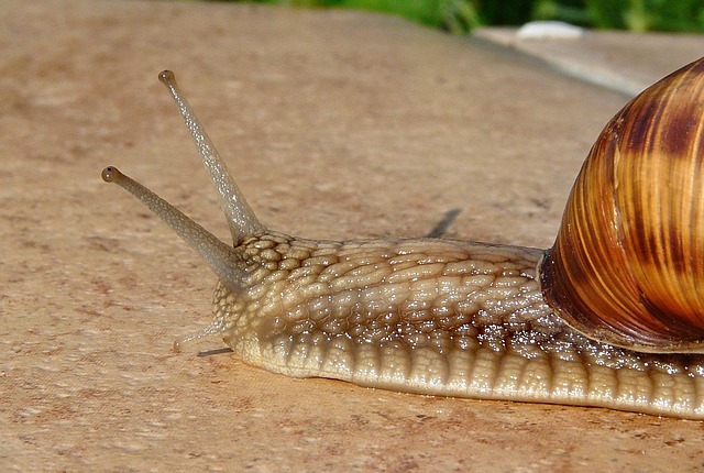 seashells