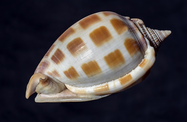 seashells