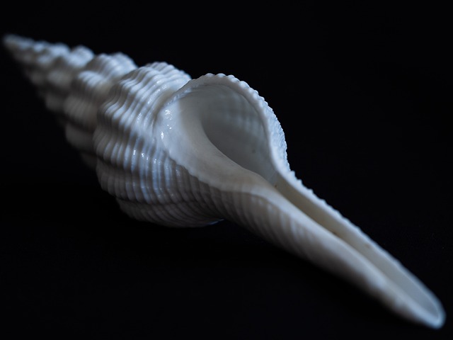 seashells