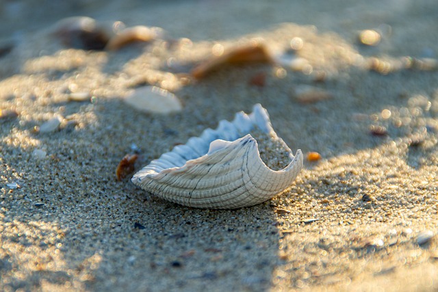 seashells