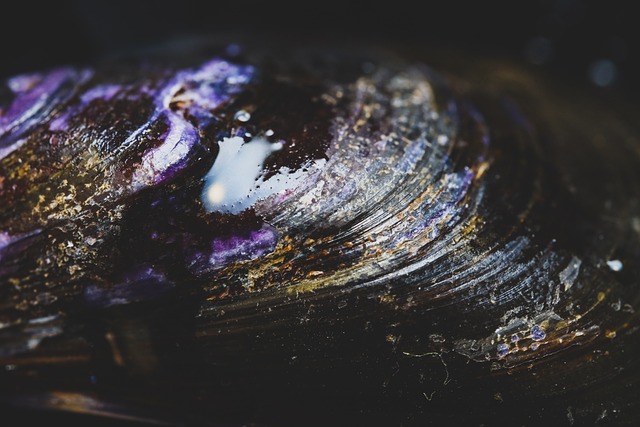 seashells
