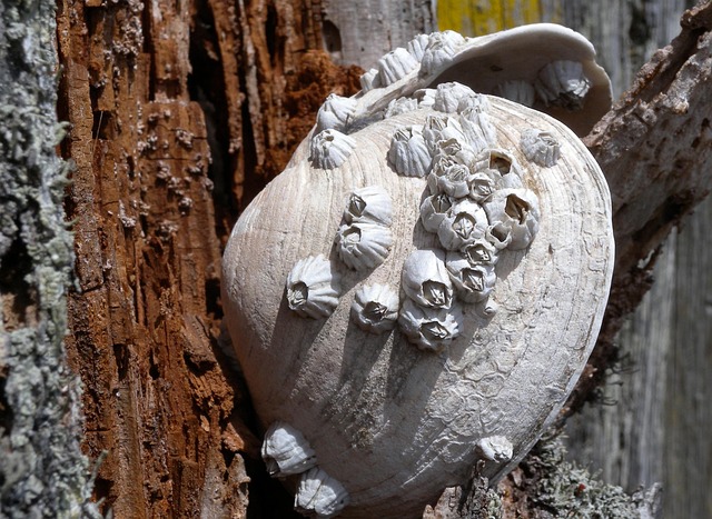 seashell