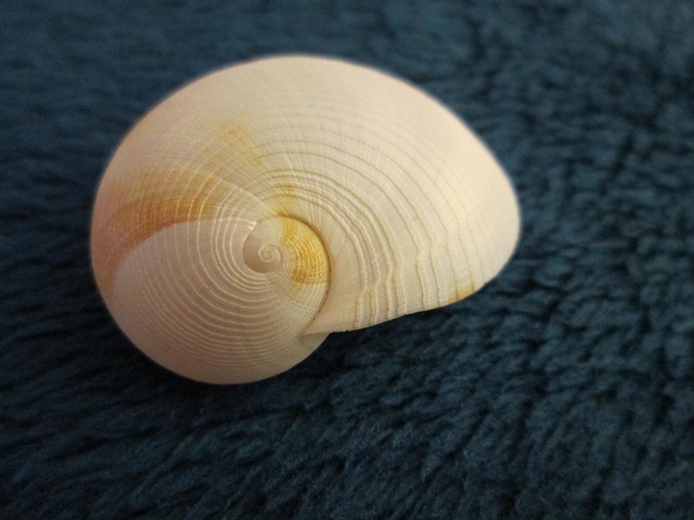 seashell