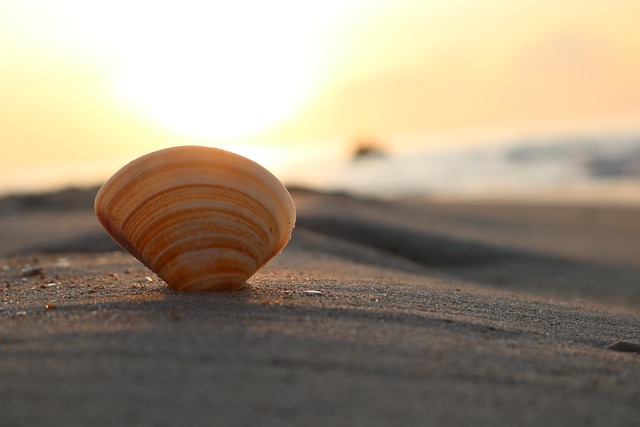 seashells