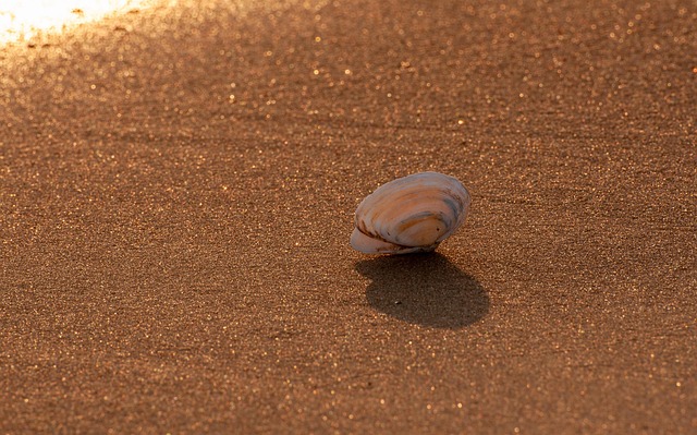 seashell
