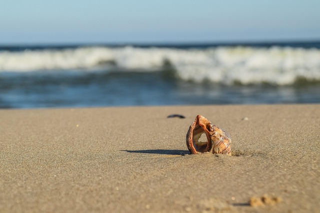 seashells