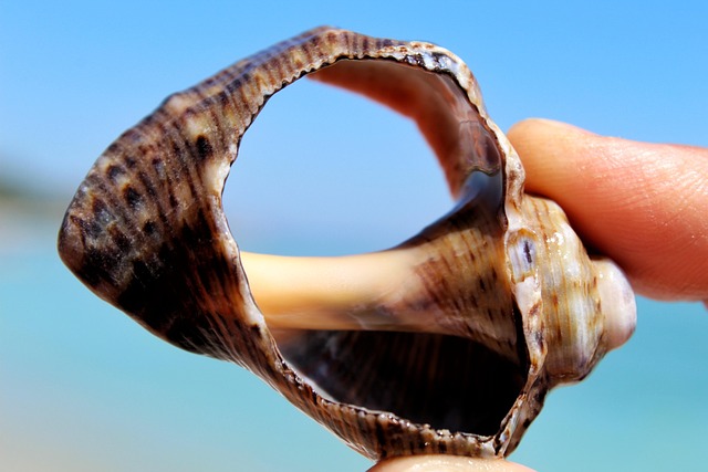 seashells