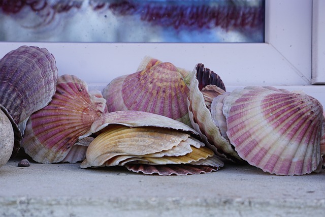 seashells