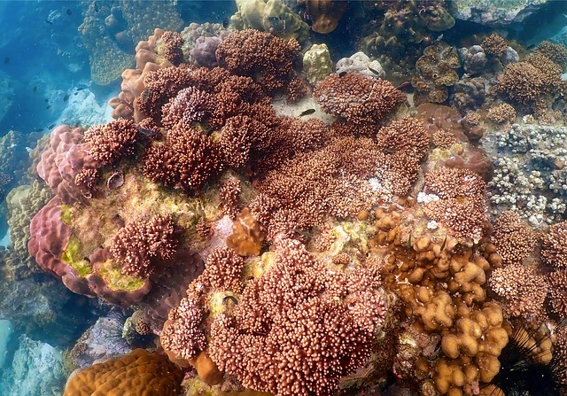 coral