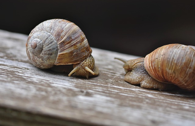 shells