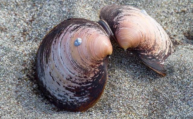 seashells